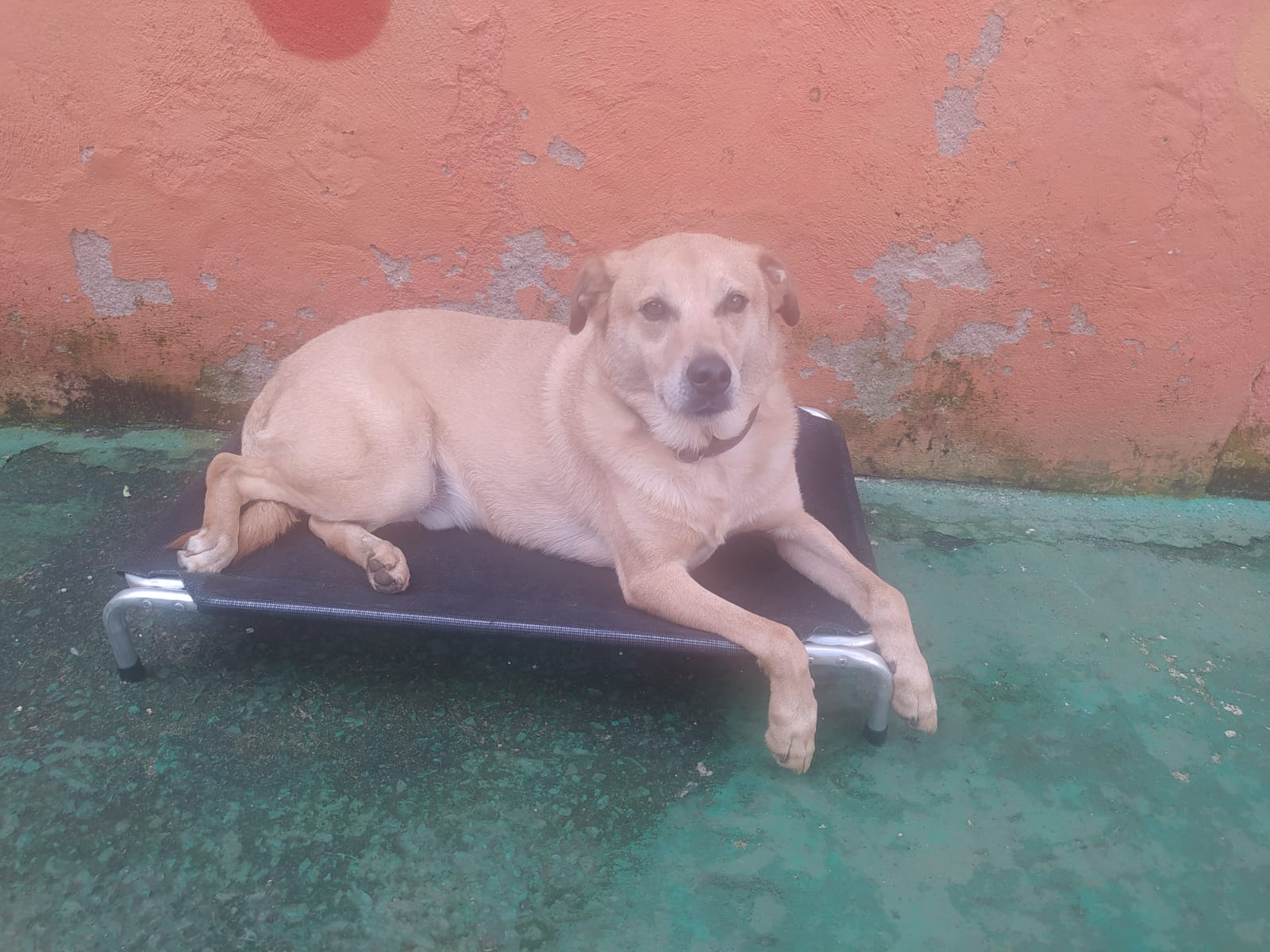 Foto do dia 11/03/2026 11:43  na clínica Animal House