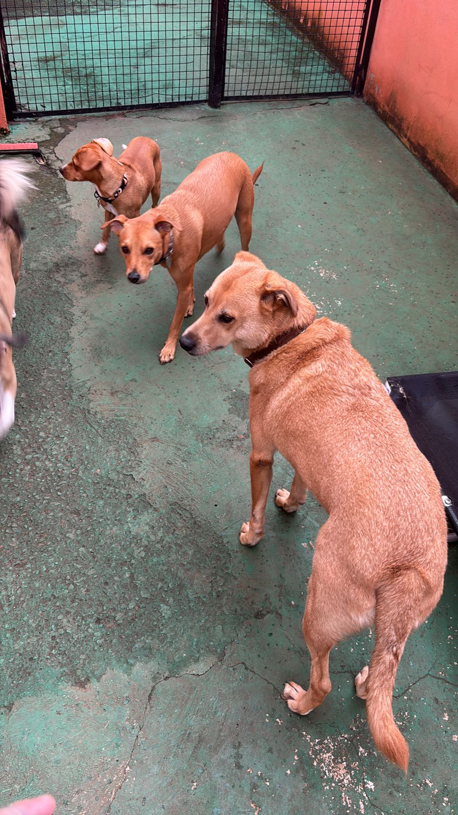 Os caramelos esperando a Tia @192504913756398  voltar 
🤣🤣🤣