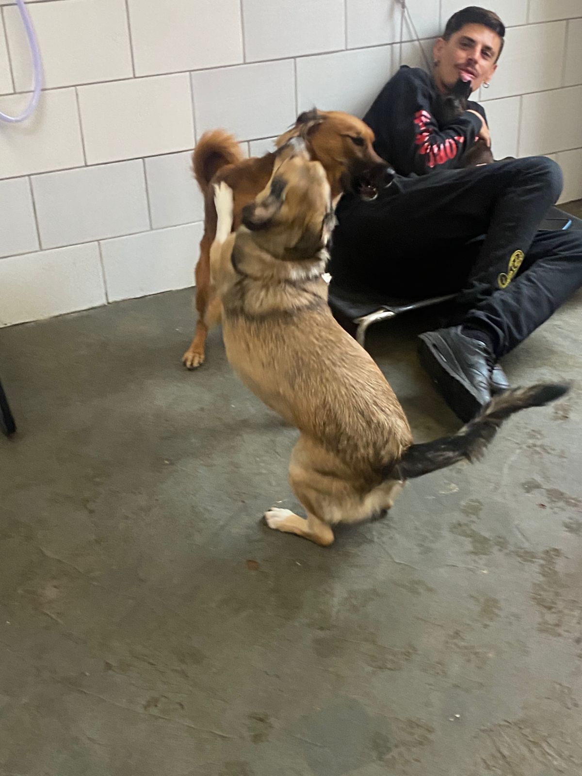 Foto do dia 11/03/2026 14:28  na clínica Animal House