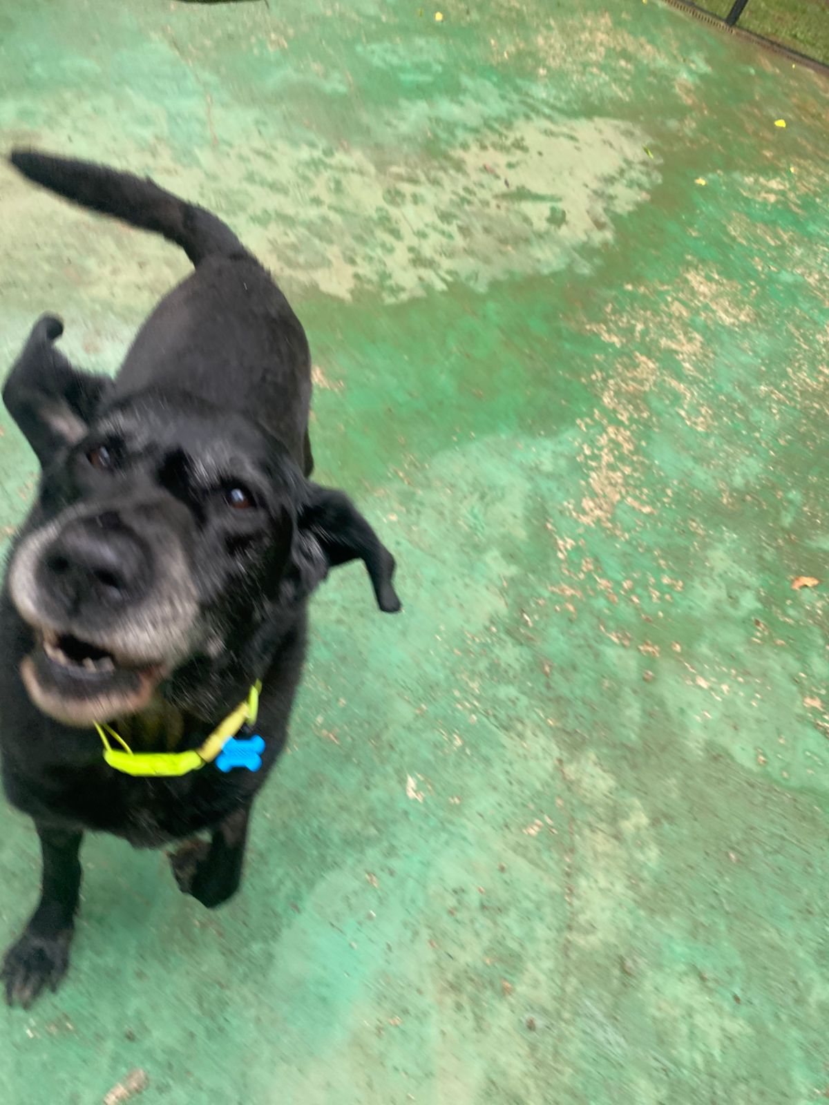 Foto do dia 12/03/2026 15:21  na clínica Animal House