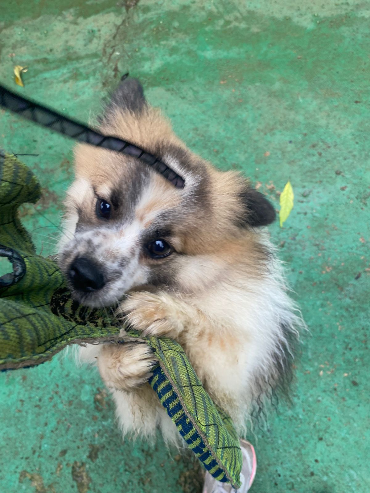 Foto do dia 12/03/2026 15:22  na clínica Animal House