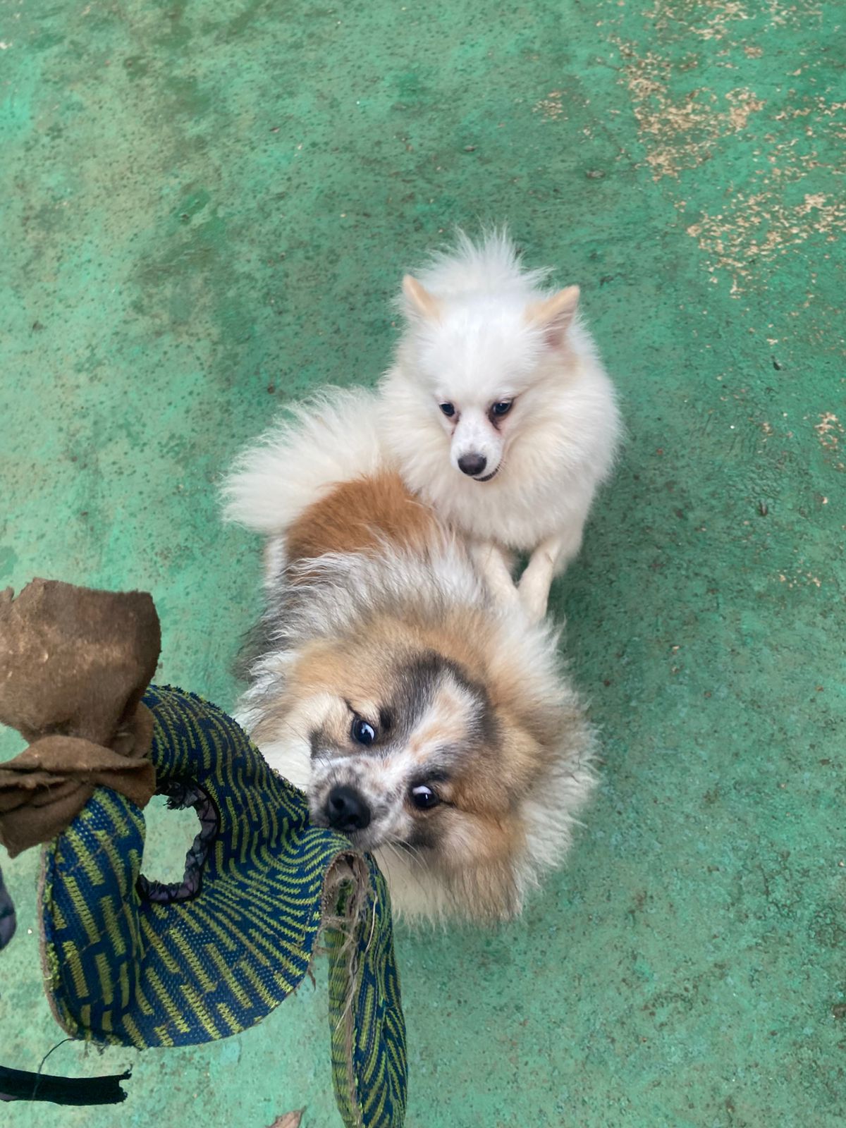 Foto do dia 12/03/2026 15:22  na clínica Animal House