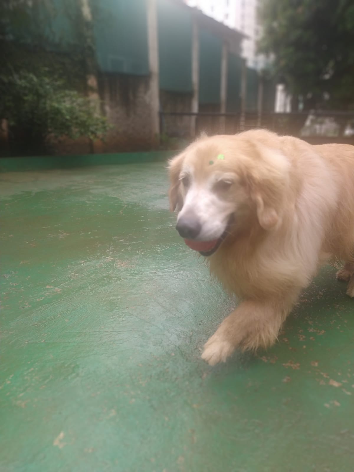 Foto do dia 13/03/2026 10:10  na clínica Animal House