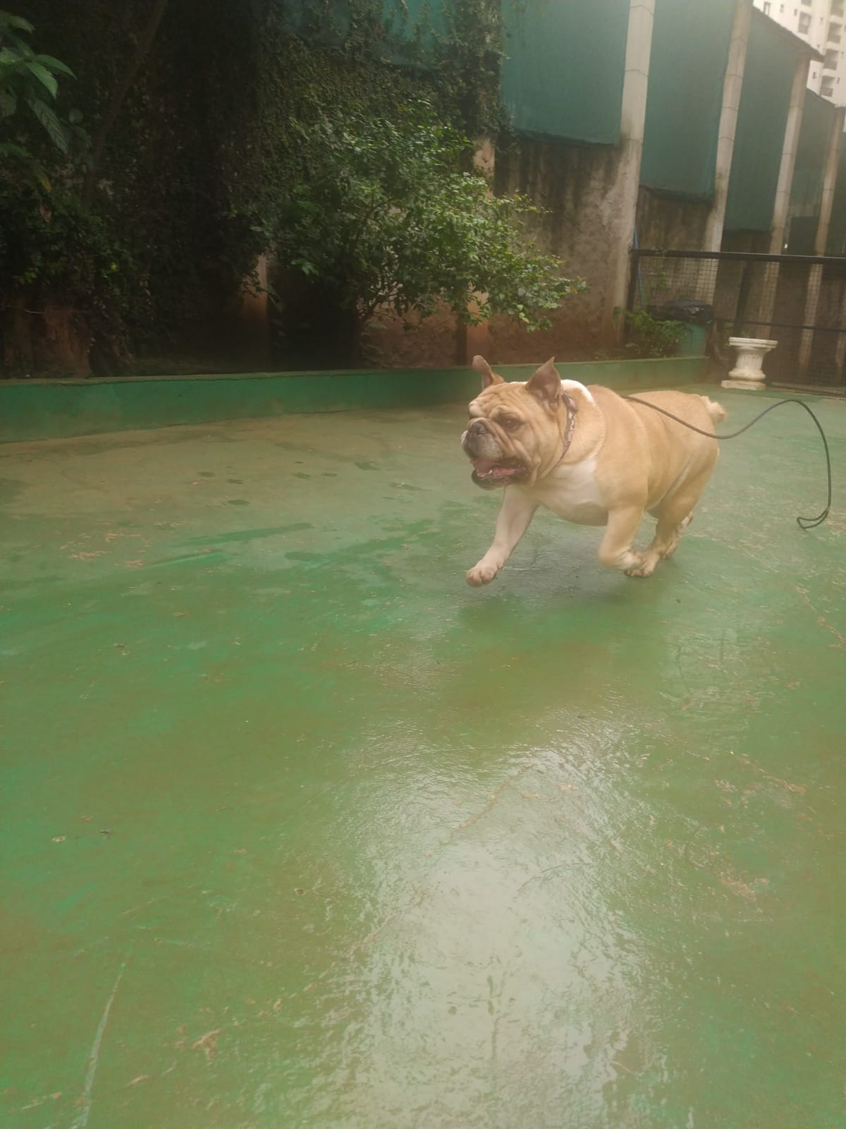 Foto do dia 13/03/2026 10:11  na clínica Animal House