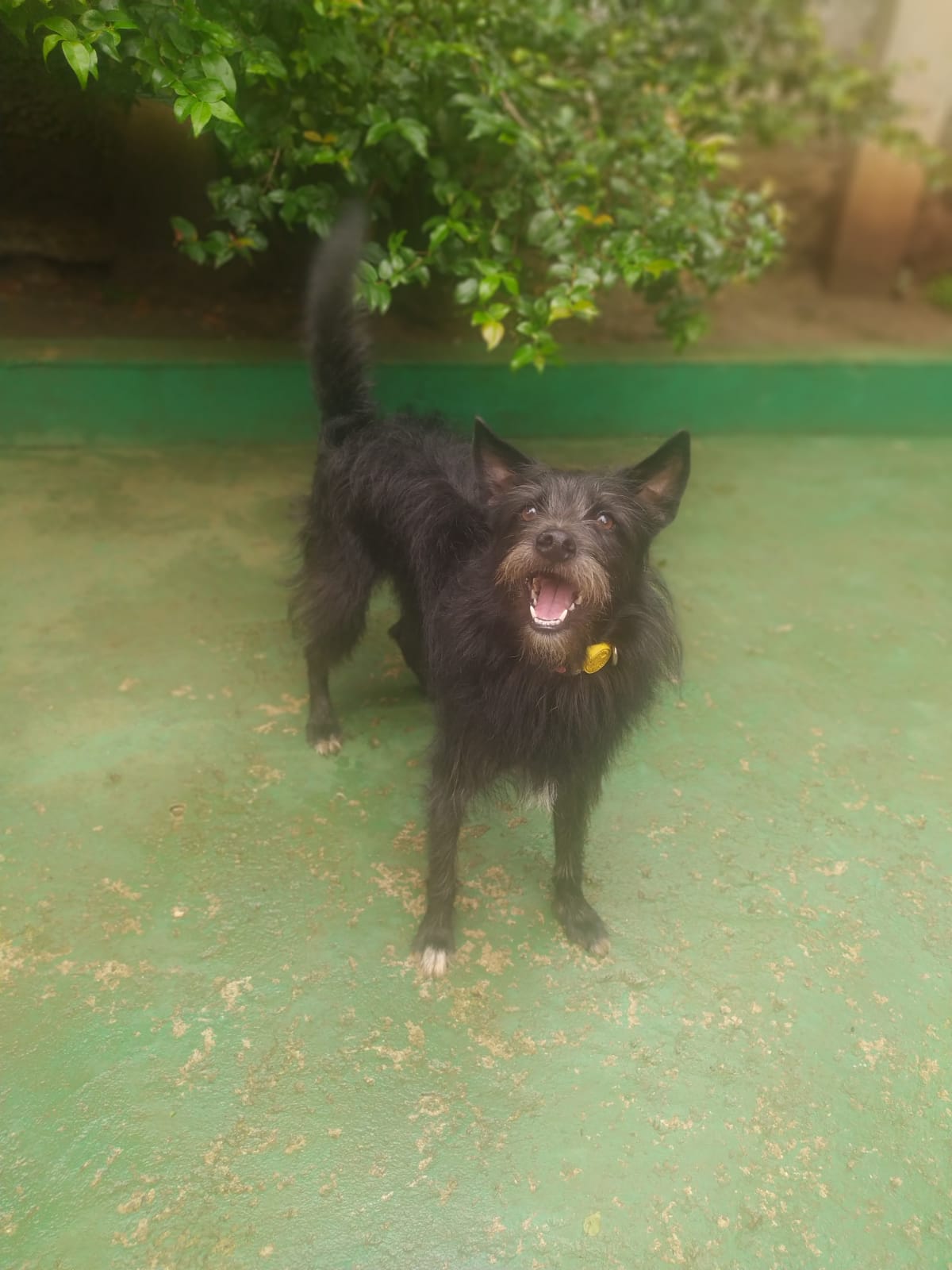 Foto do dia 13/03/2026 10:14  na clínica Animal House