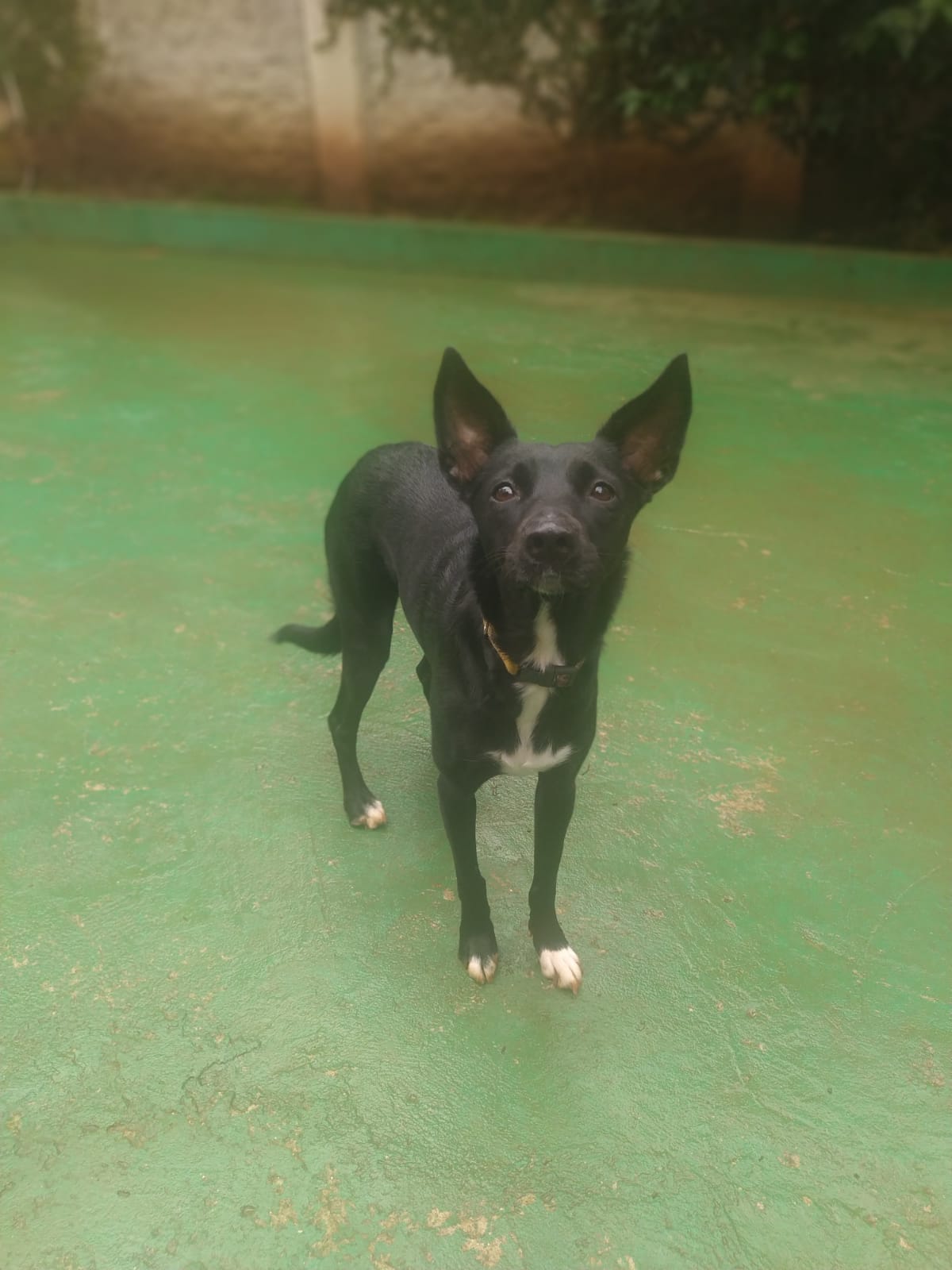 Foto do dia 13/03/2026 10:28  na clínica Animal House