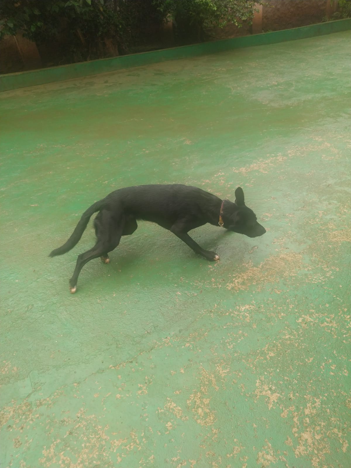 Foto do dia 13/03/2026 10:28  na clínica Animal House