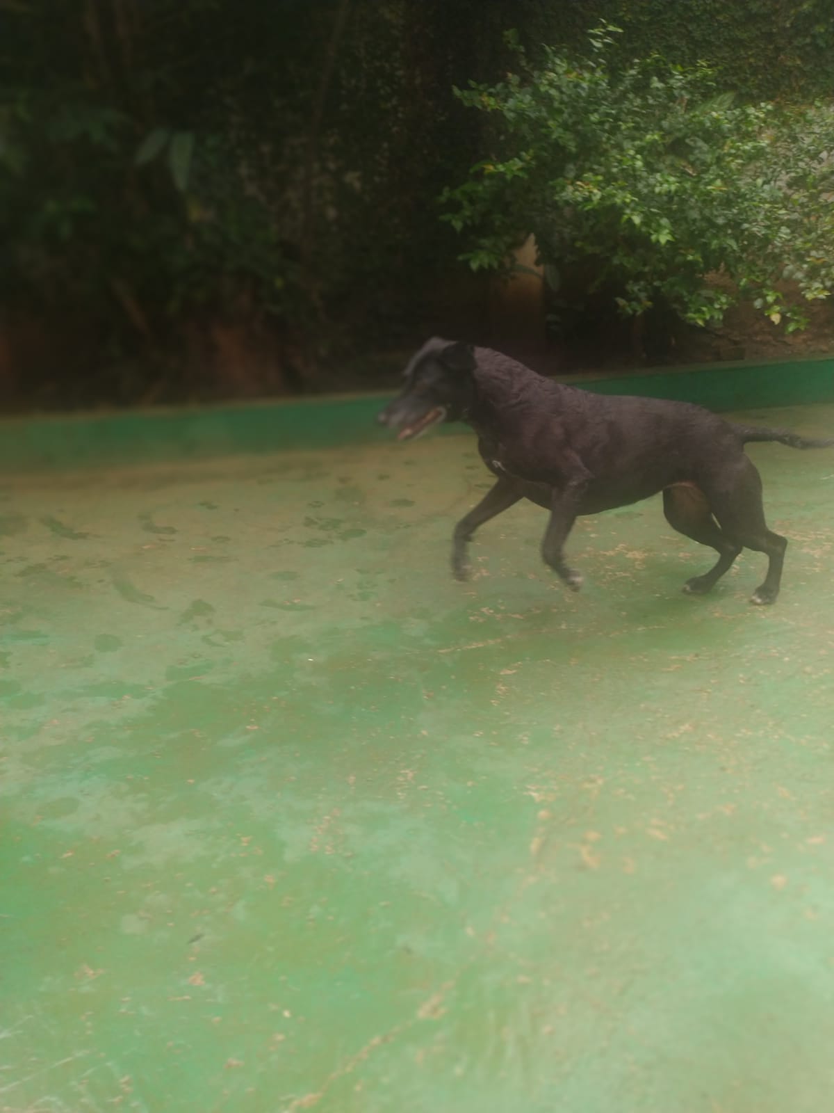 Foto do dia 13/03/2026 10:42  na clínica Animal House