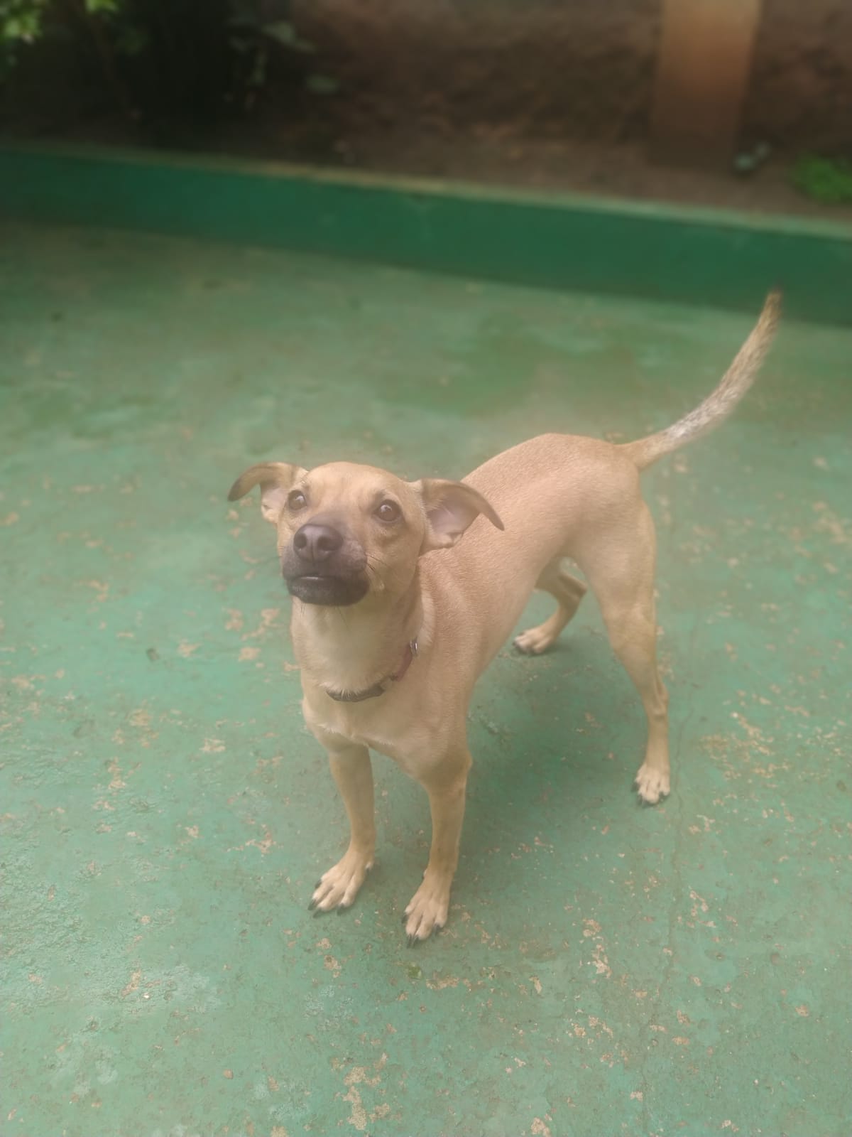 Foto do dia 13/03/2026 10:46  na clínica Animal House