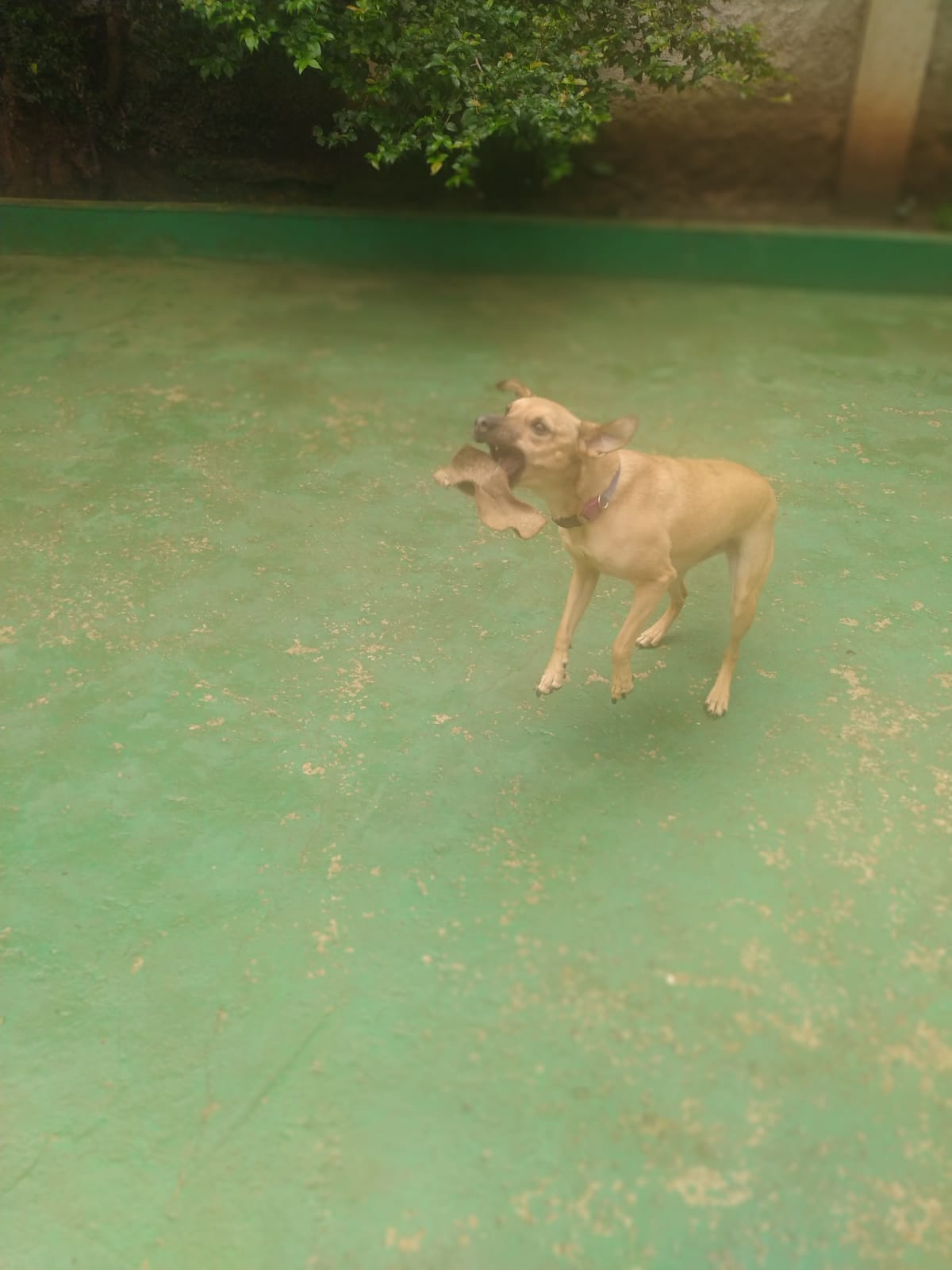 Foto do dia 13/03/2026 10:46  na clínica Animal House