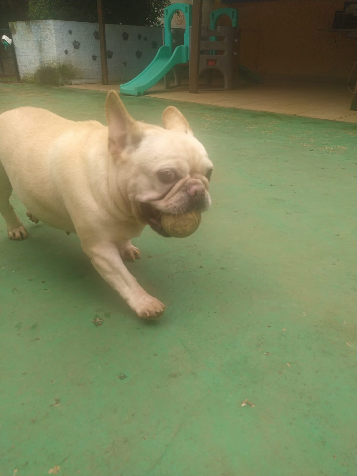 Foto do dia 13/03/2026 10:57  na clínica Animal House