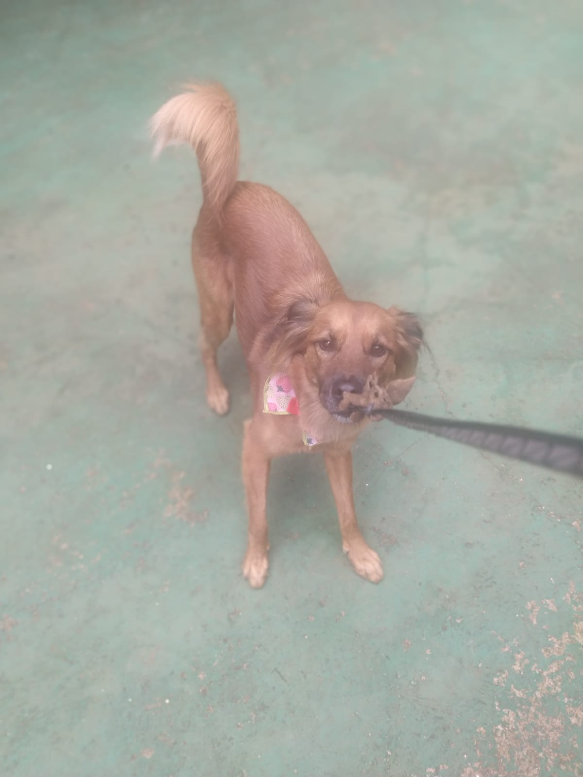 Foto do dia 13/03/2026 11:16  na clínica Animal House