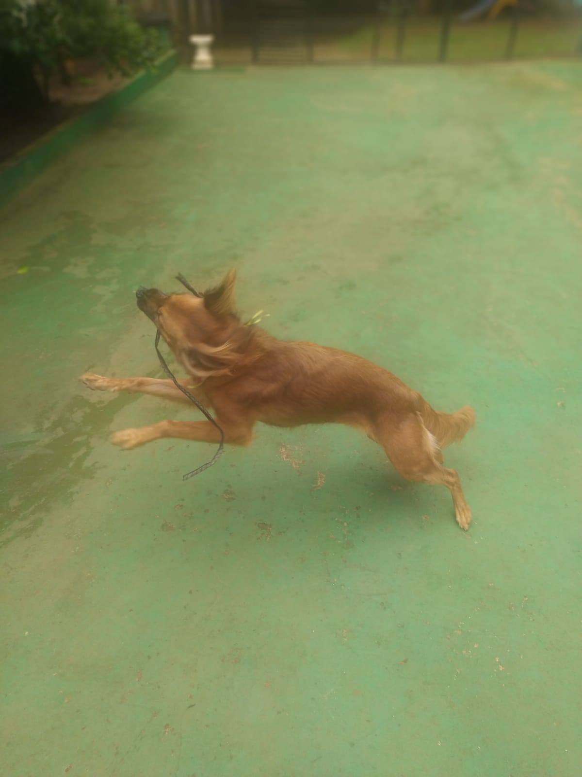 Foto do dia 13/03/2026 11:16  na clínica Animal House