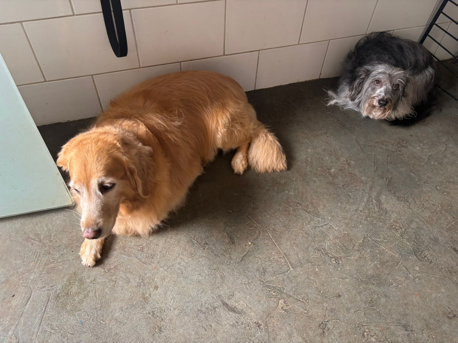 Foto do dia 13/03/2026 14:06  na clínica Animal House