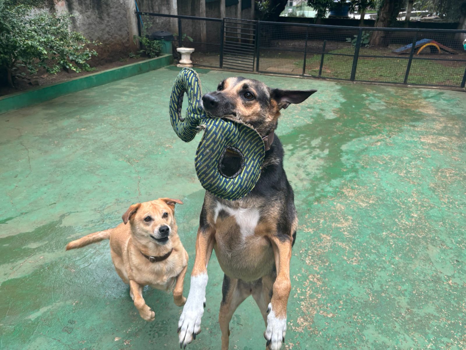 Foto do dia 13/03/2026 14:06  na clínica Animal House