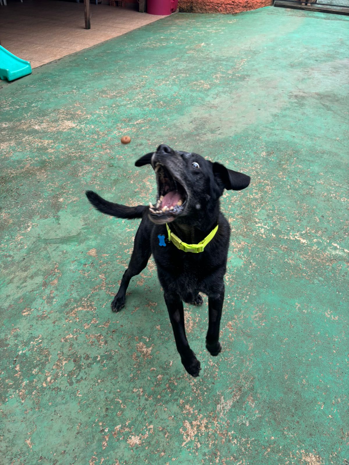 Foto do dia 13/03/2026 14:27  na clínica Animal House