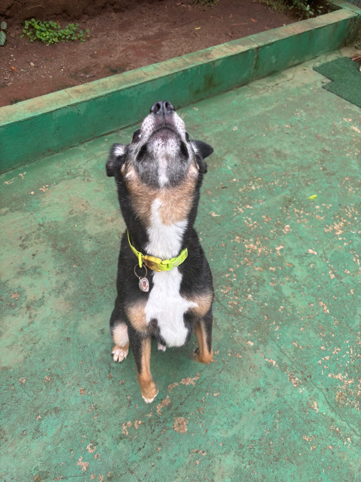 Foto do dia 13/03/2026 14:28  na clínica Animal House