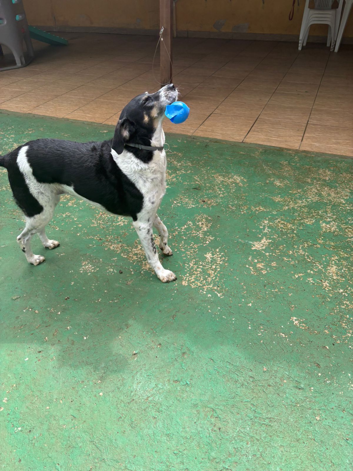 Foto do dia 13/03/2026 14:40  na clínica Animal House