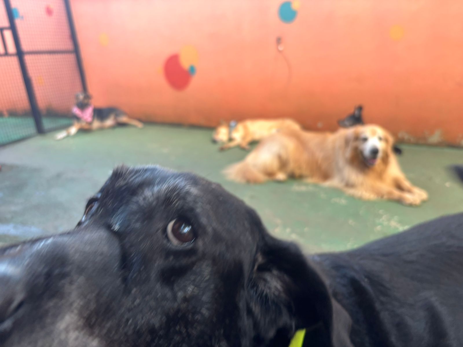 Foto do dia 13/03/2026 17:27  na clínica Animal House