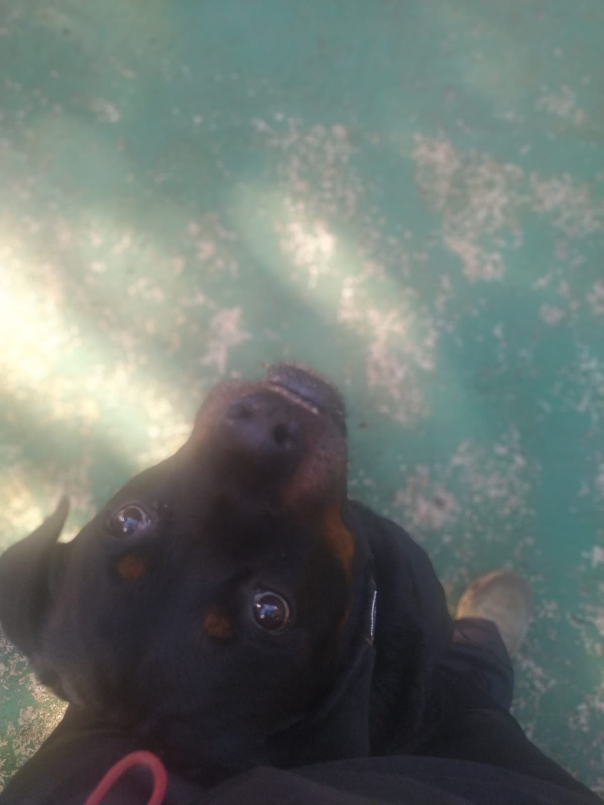 Foto do dia 16/03/2026 09:18  na clínica Animal House