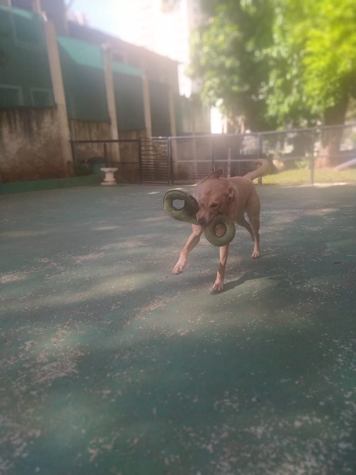 Foto do dia 16/03/2026 09:19  na clínica Animal House