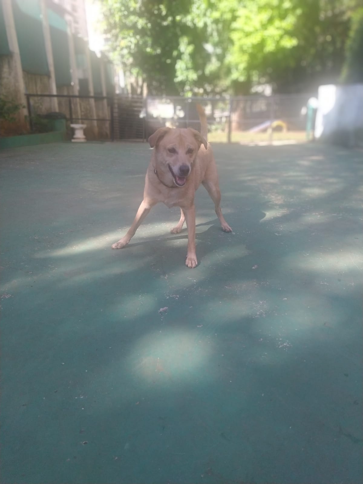 Foto do dia 16/03/2026 09:19  na clínica Animal House