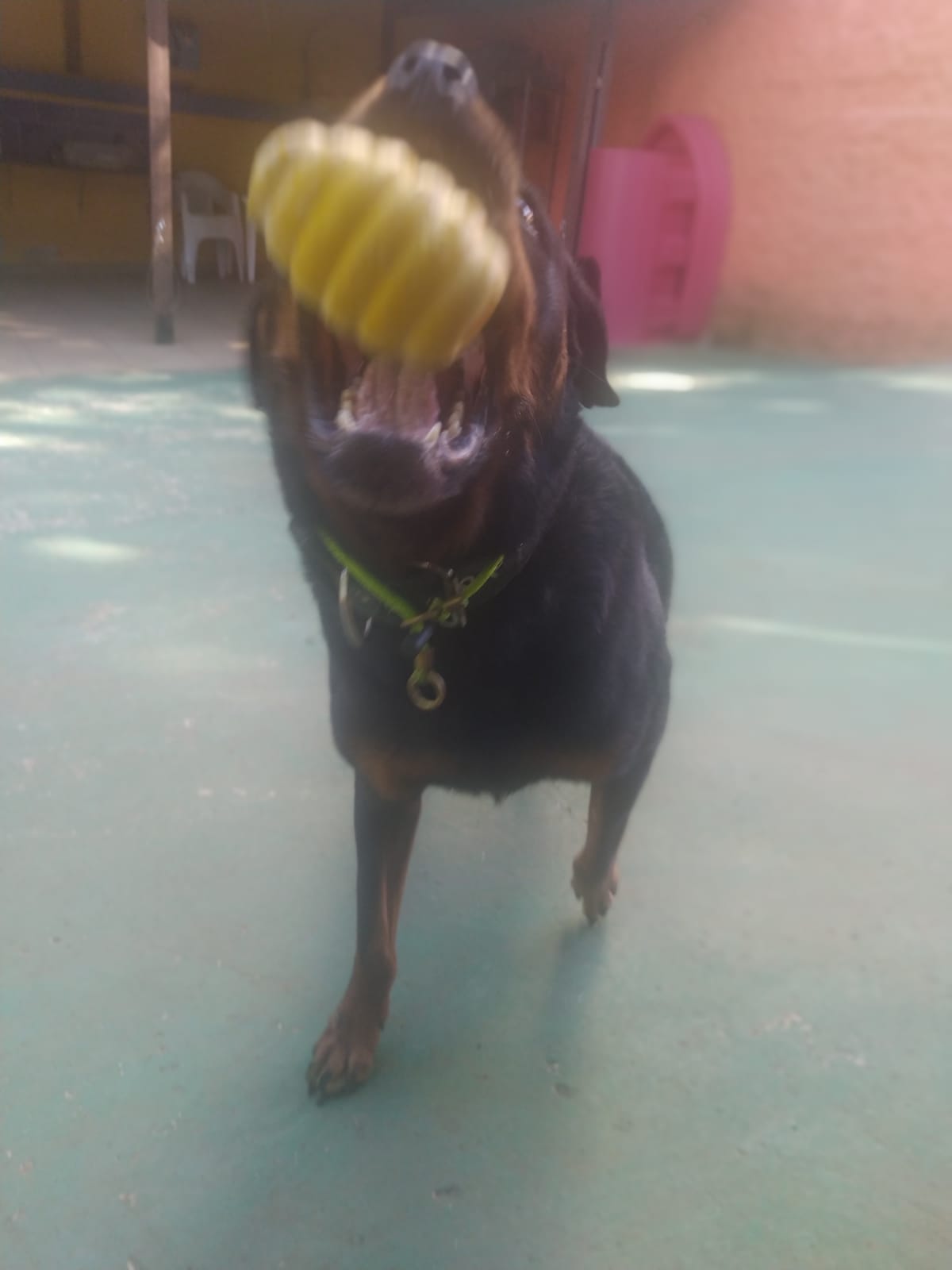 Foto do dia 16/03/2026 09:19  na clínica Animal House