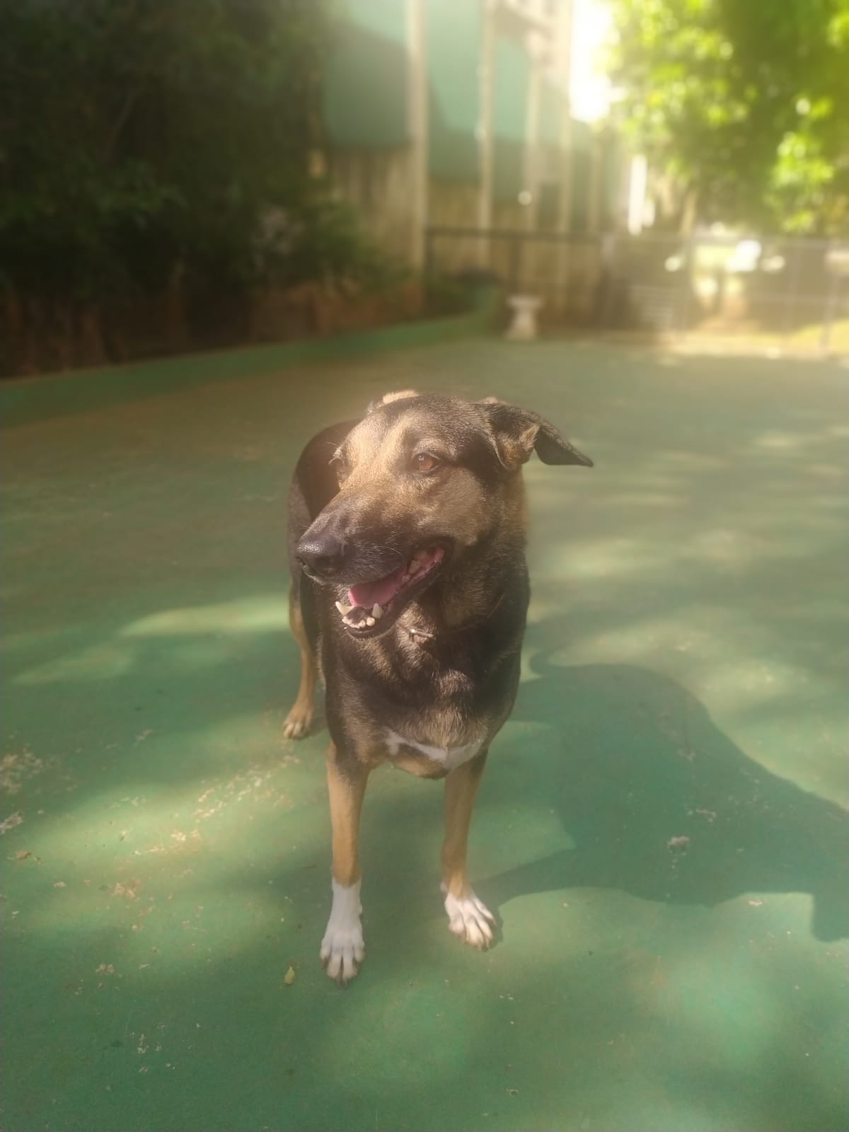 Foto do dia 16/03/2026 09:40  na clínica Animal House