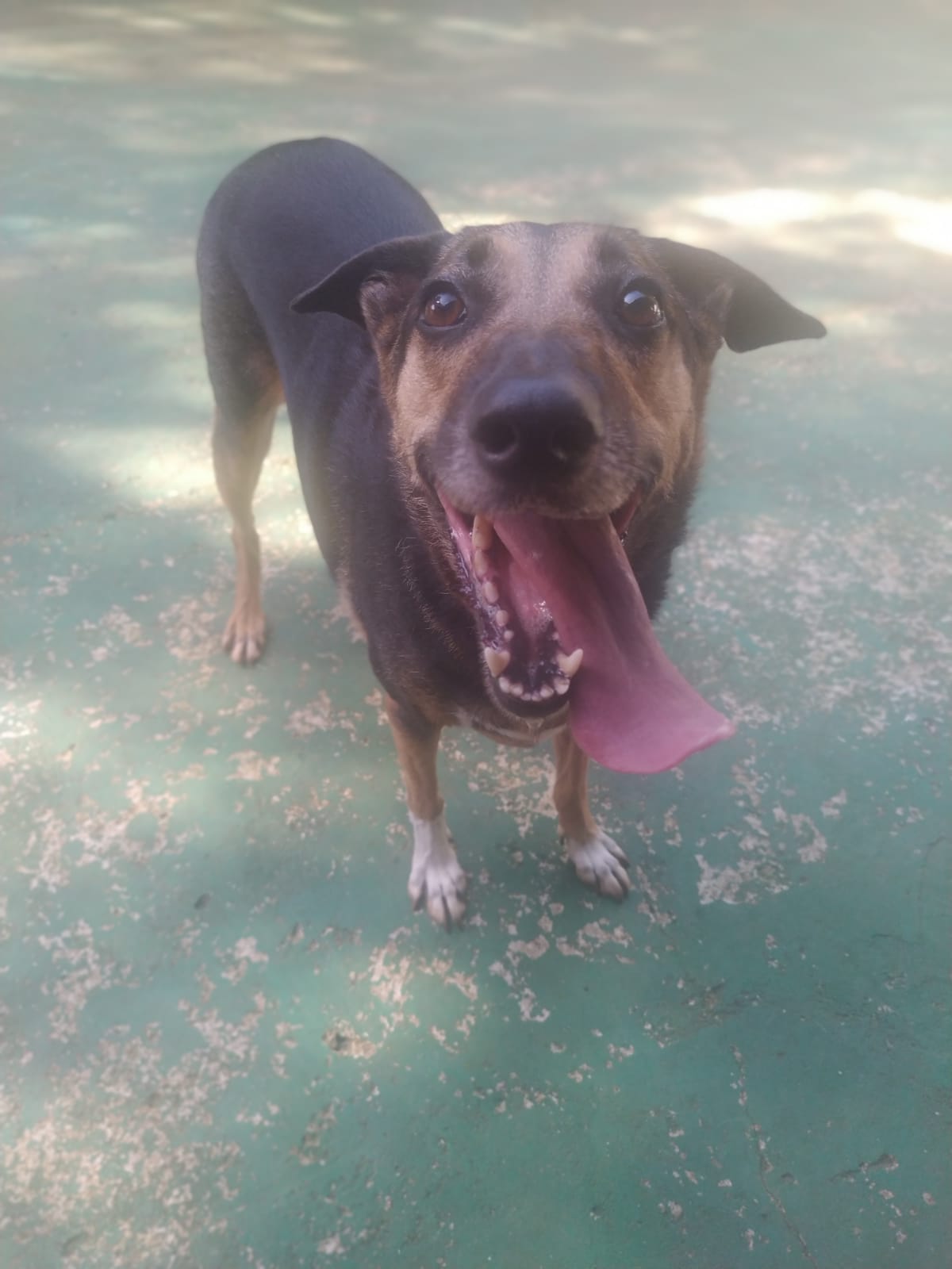 Foto do dia 16/03/2026 09:40  na clínica Animal House