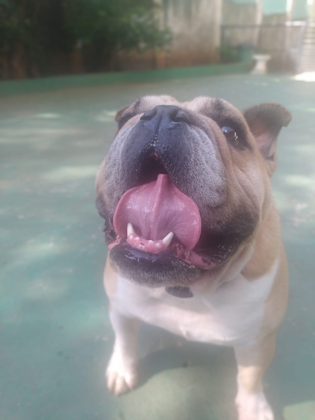 Foto do dia 16/03/2026 09:46  na clínica Animal House