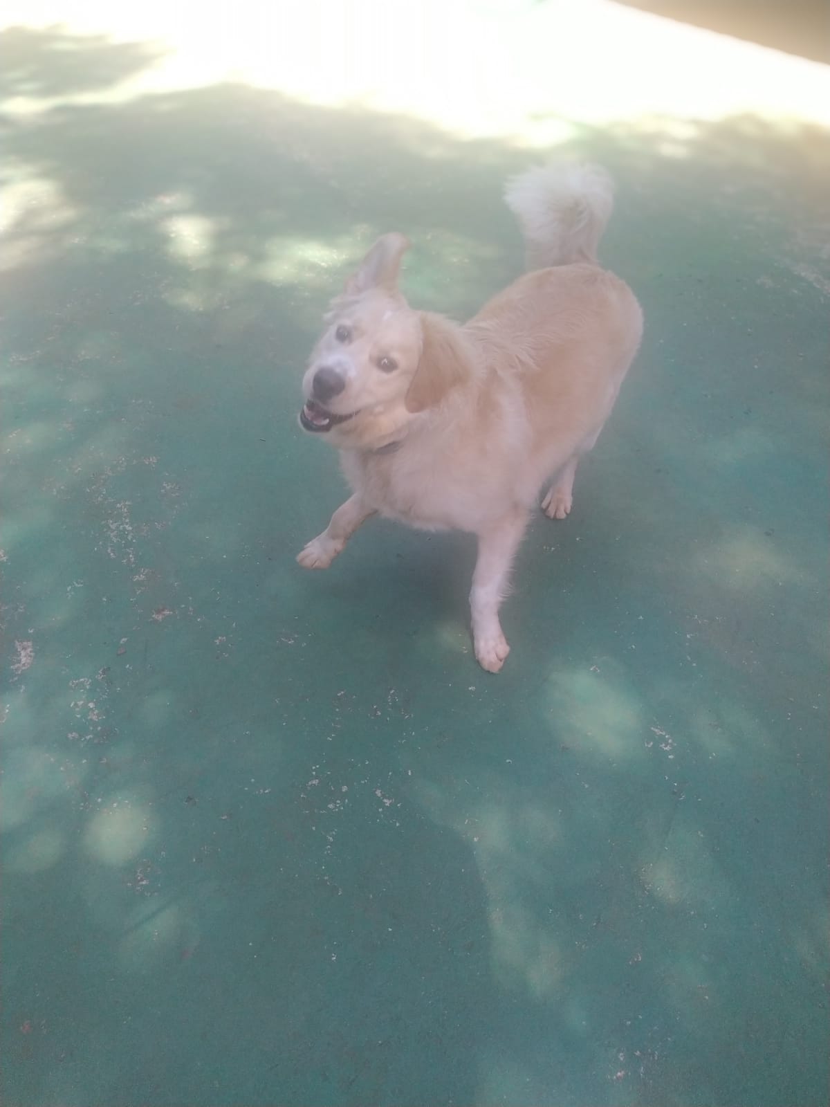 Foto do dia 16/03/2026 10:22  na clínica Animal House