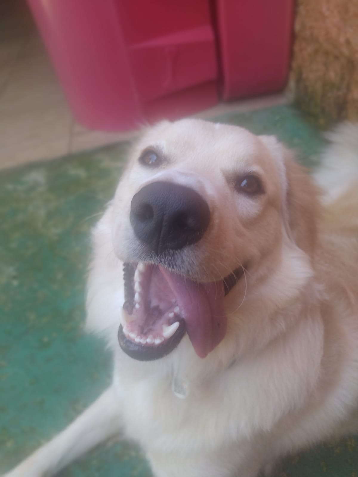 Foto do dia 16/03/2026 10:23  na clínica Animal House