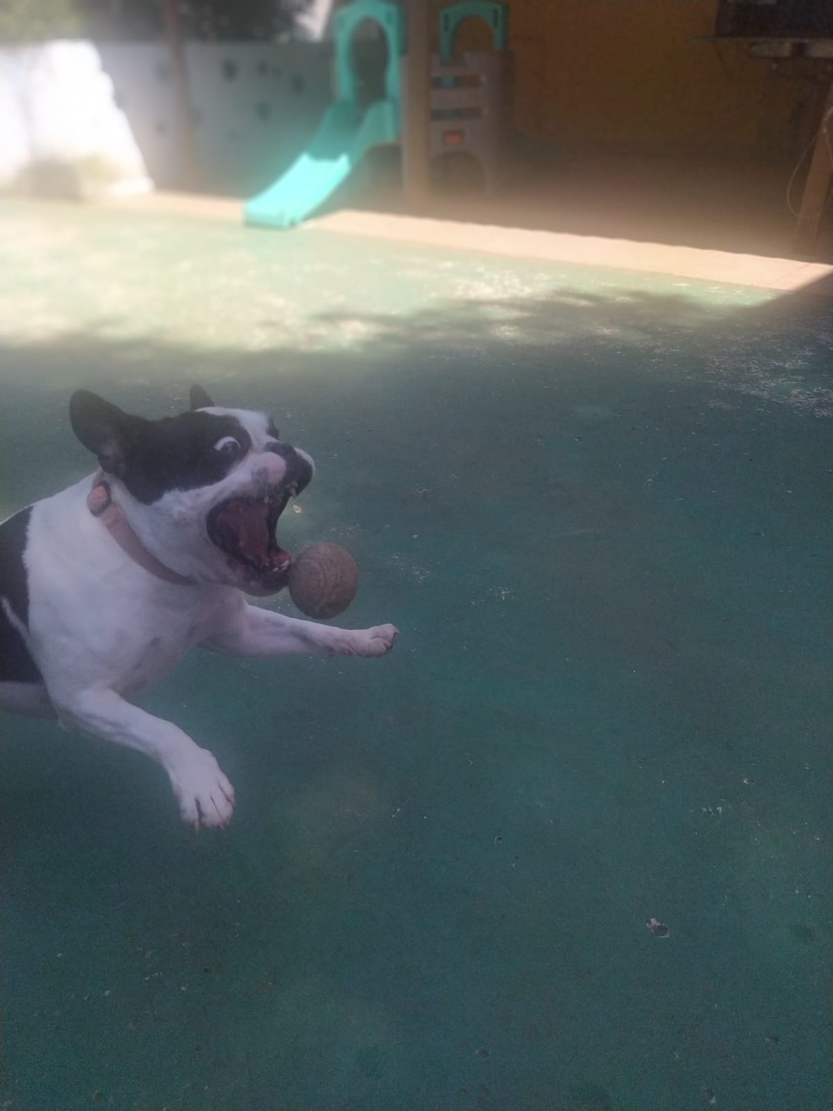 Foto do dia 16/03/2026 10:31  na clínica Animal House