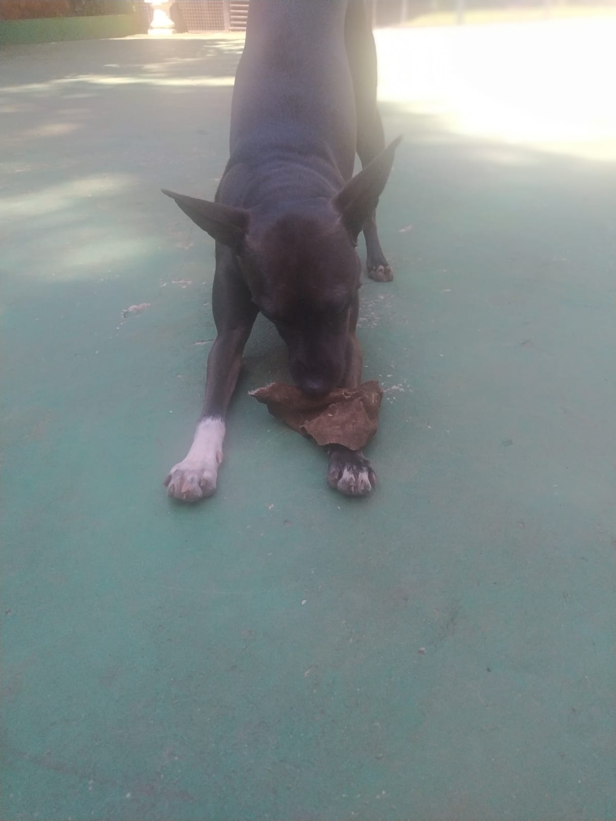 Foto do dia 16/03/2026 10:40  na clínica Animal House