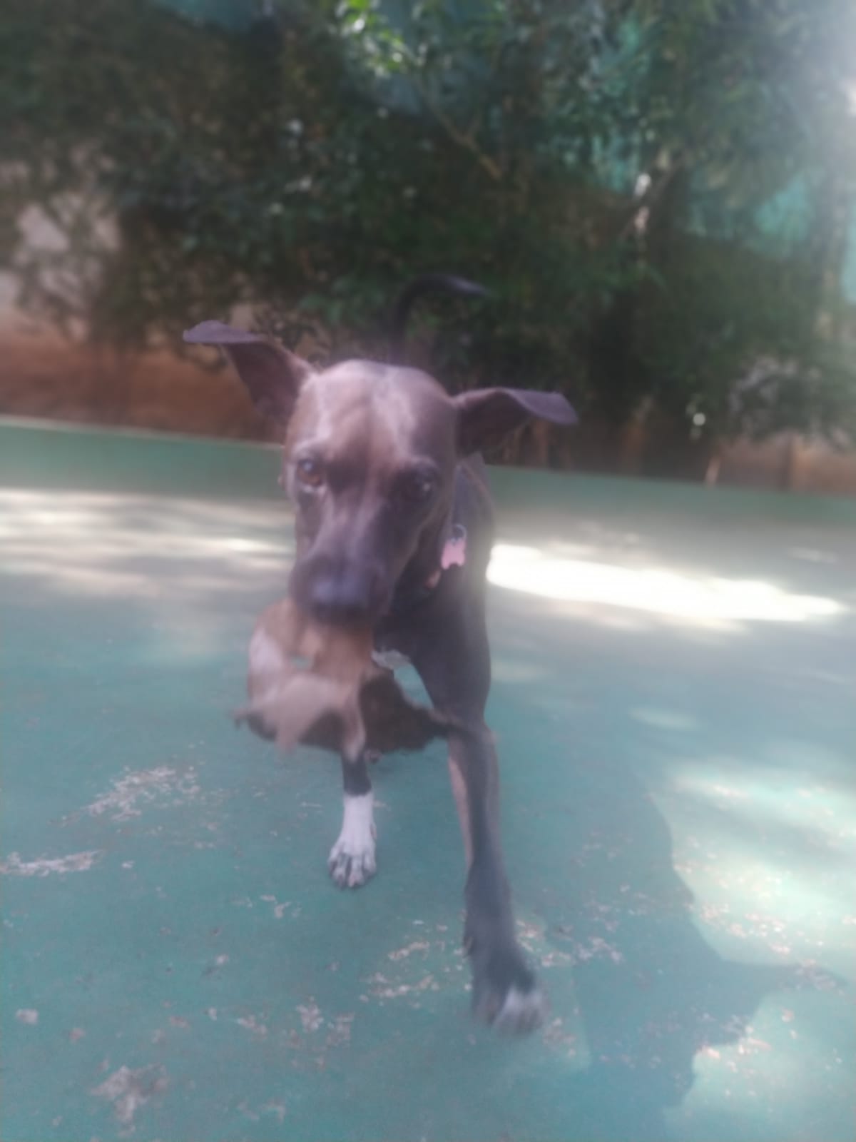 Foto do dia 16/03/2026 10:40  na clínica Animal House