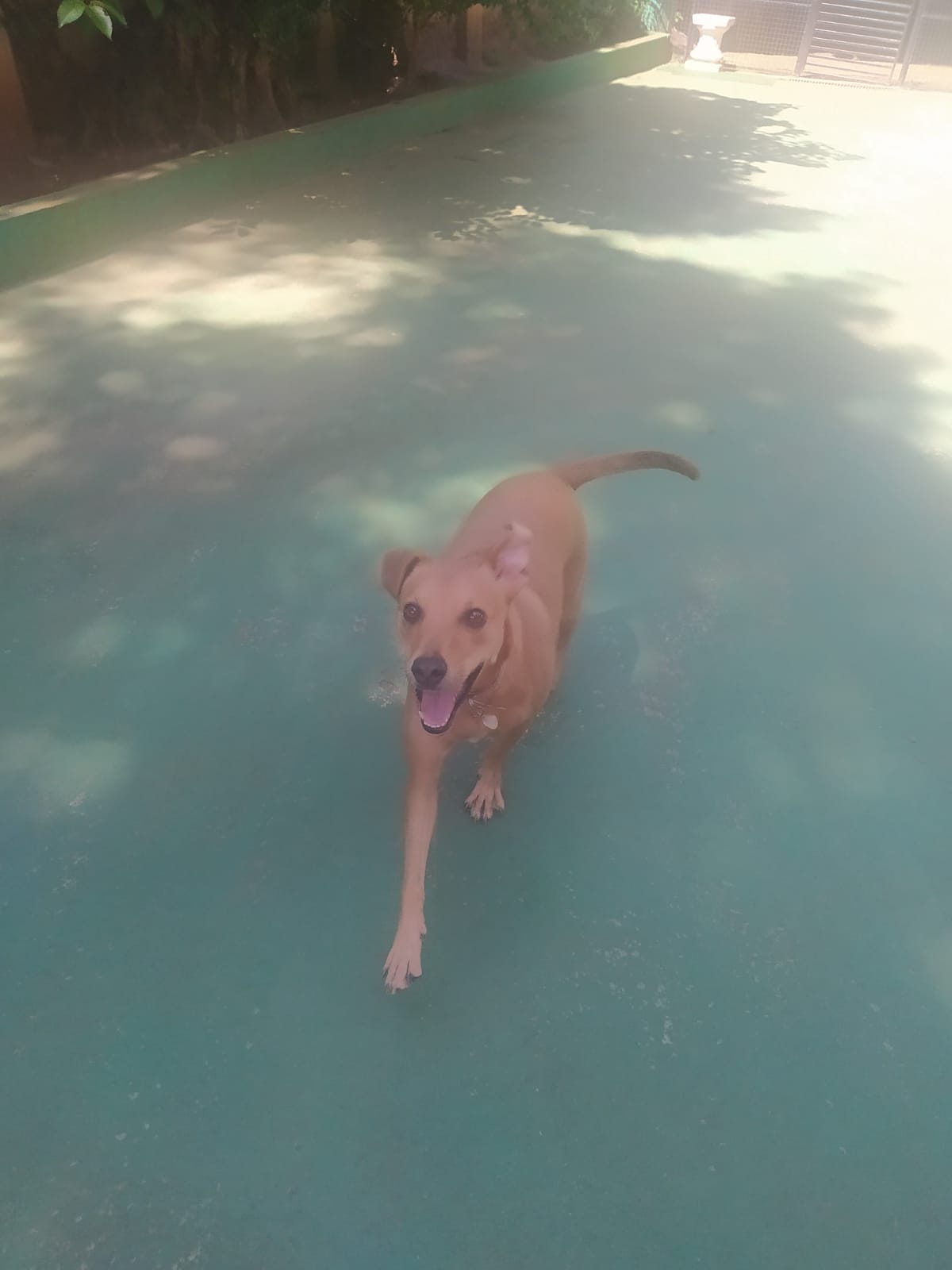 Foto do dia 16/03/2026 10:50  na clínica Animal House