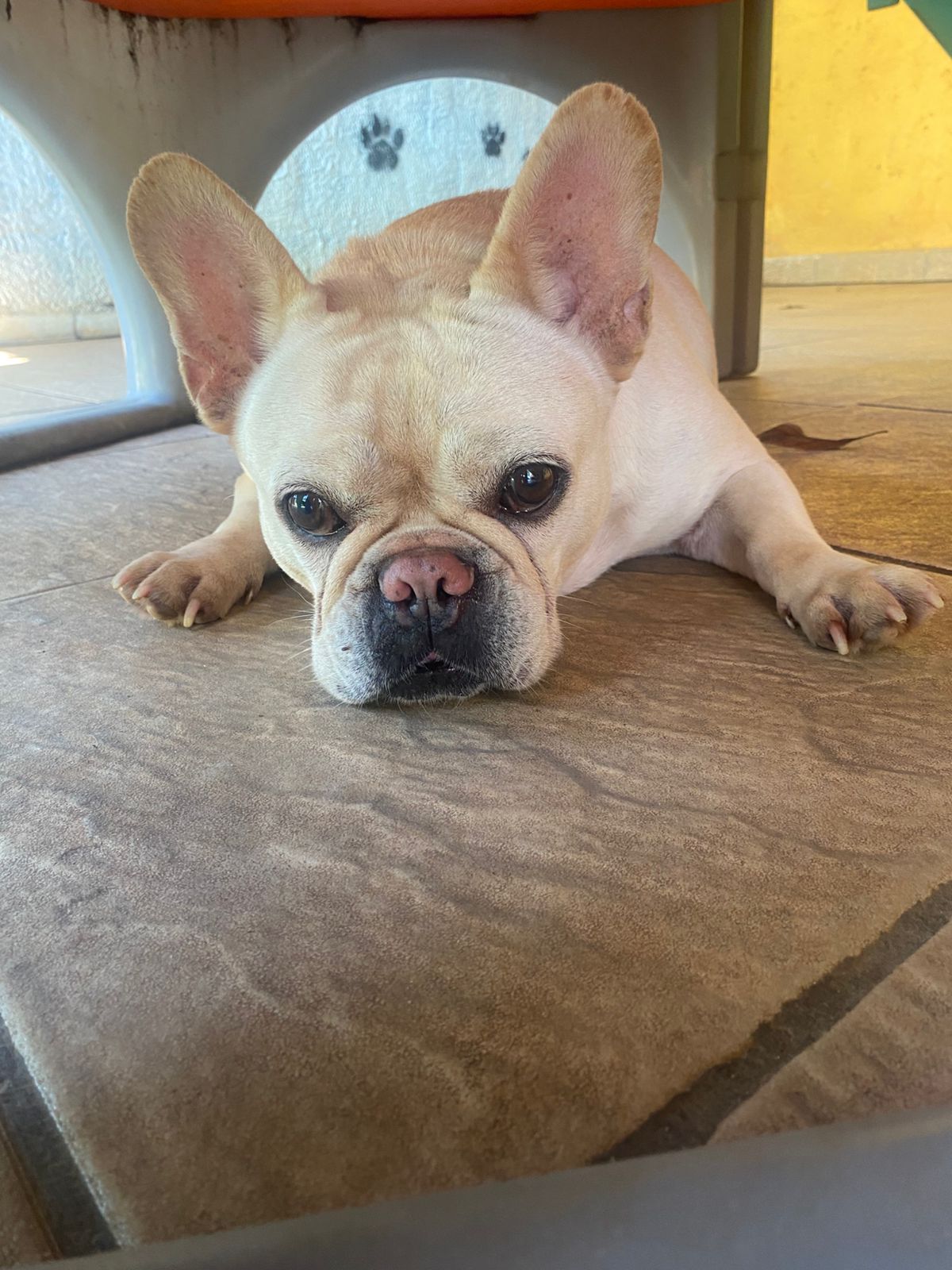 Foto do dia 16/03/2026 14:56  na clínica Animal House