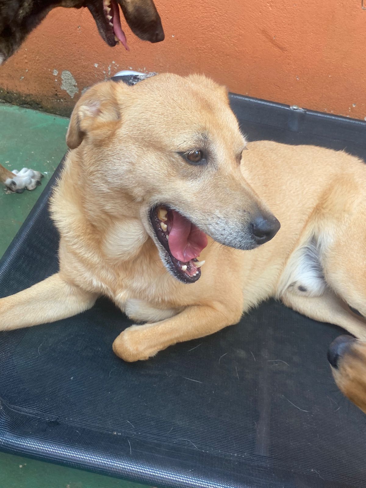 Foto do dia 16/03/2026 14:56  na clínica Animal House