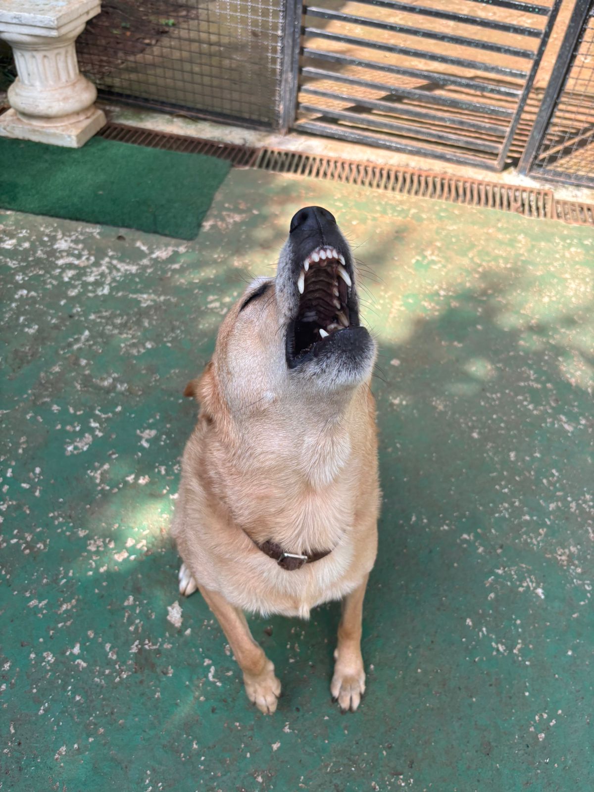 Foto do dia 17/03/2026 10:08  na clínica Animal House