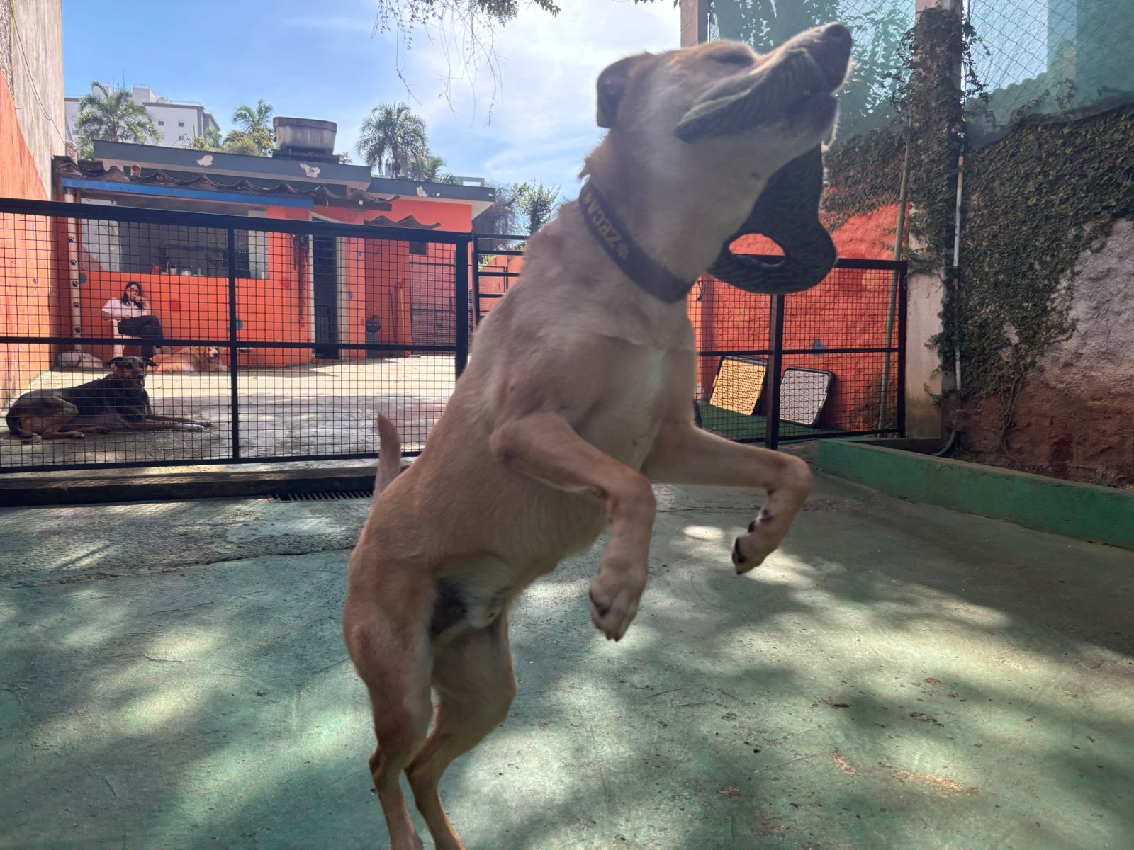 Foto do dia 17/03/2026 10:08  na clínica Animal House