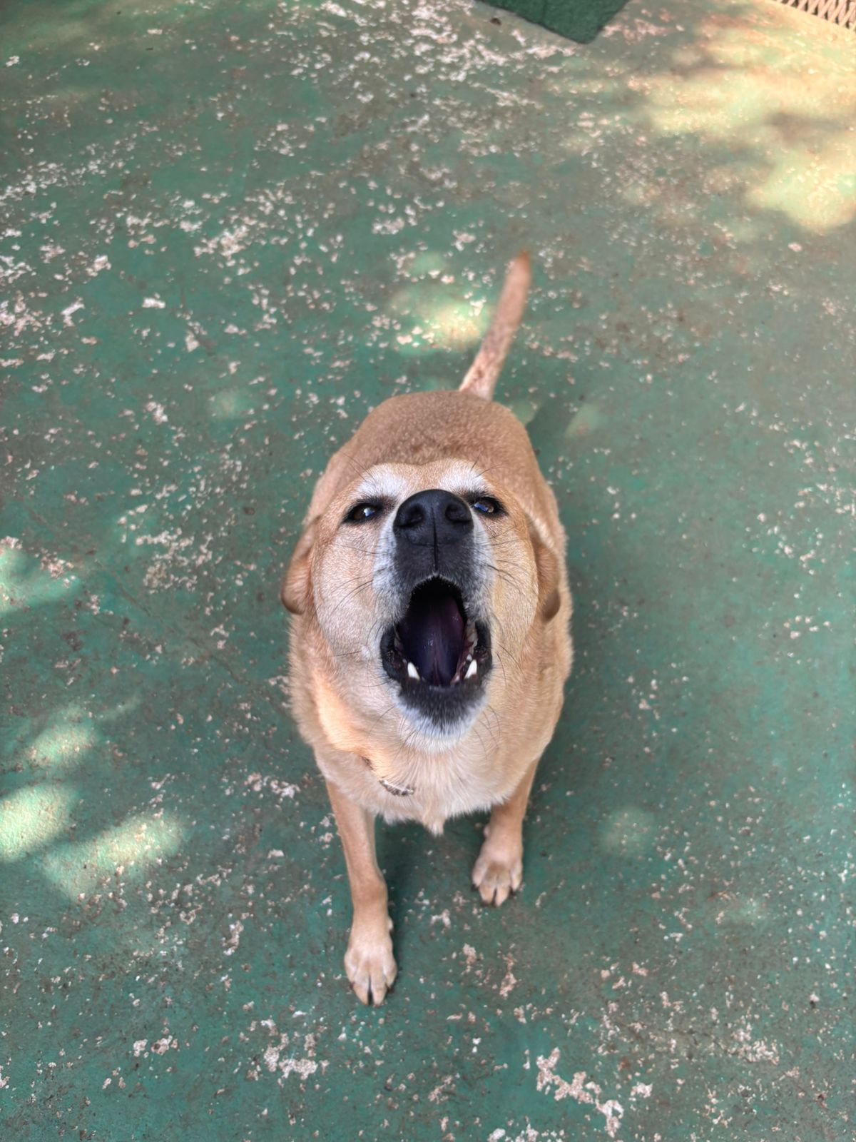 Foto do dia 17/03/2026 10:08  na clínica Animal House