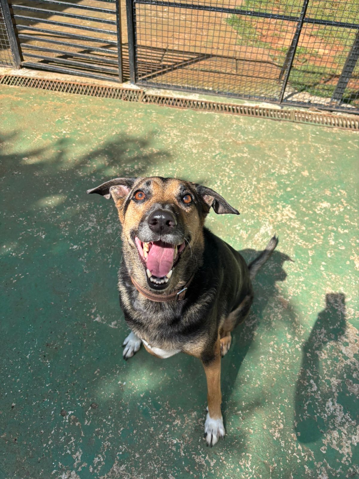 Foto do dia 17/03/2026 10:08  na clínica Animal House