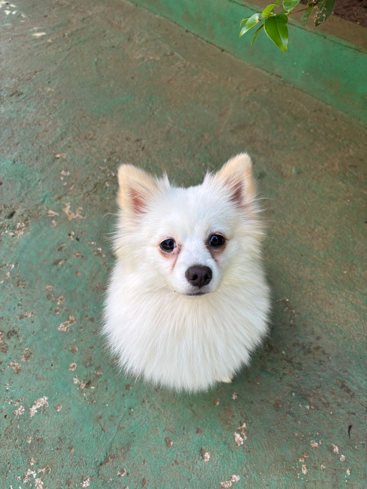 Foto do dia 17/03/2026 10:33  na clínica Animal House