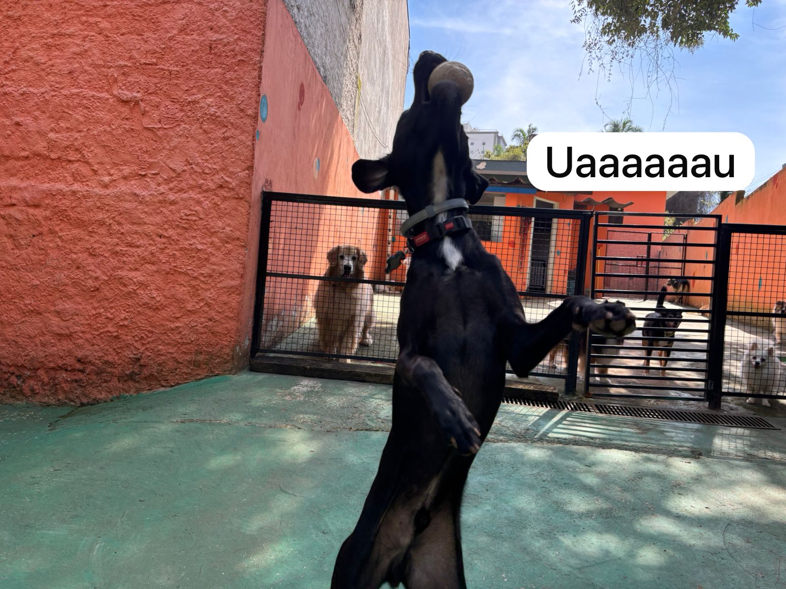 Foto do dia 17/03/2026 10:36  na clínica Animal House