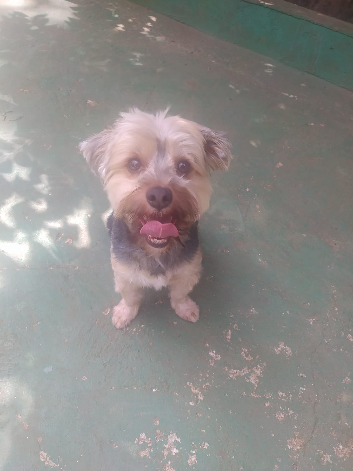 Foto do dia 17/03/2026 10:53  na clínica Animal House