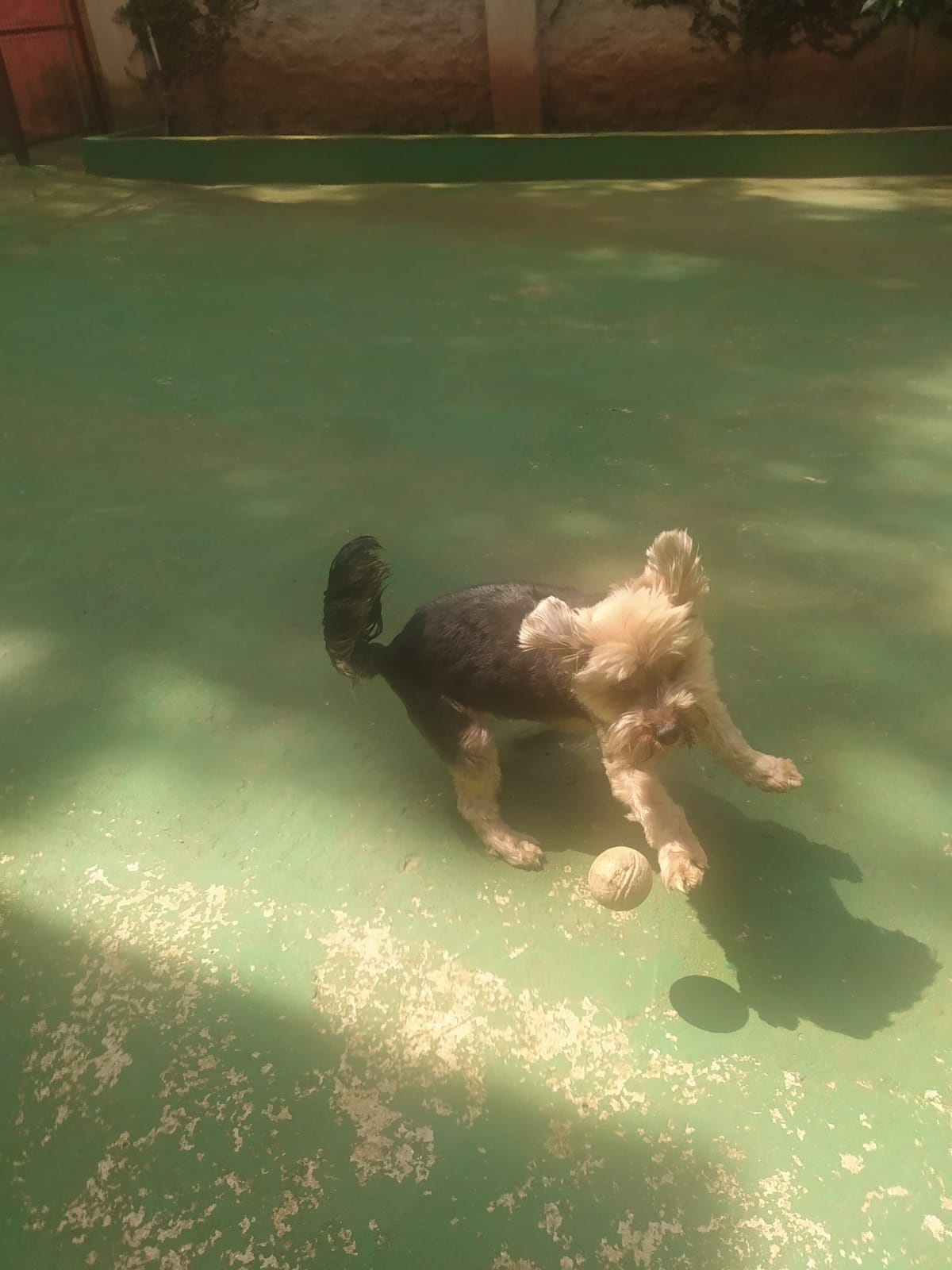 Foto do dia 17/03/2026 10:53  na clínica Animal House