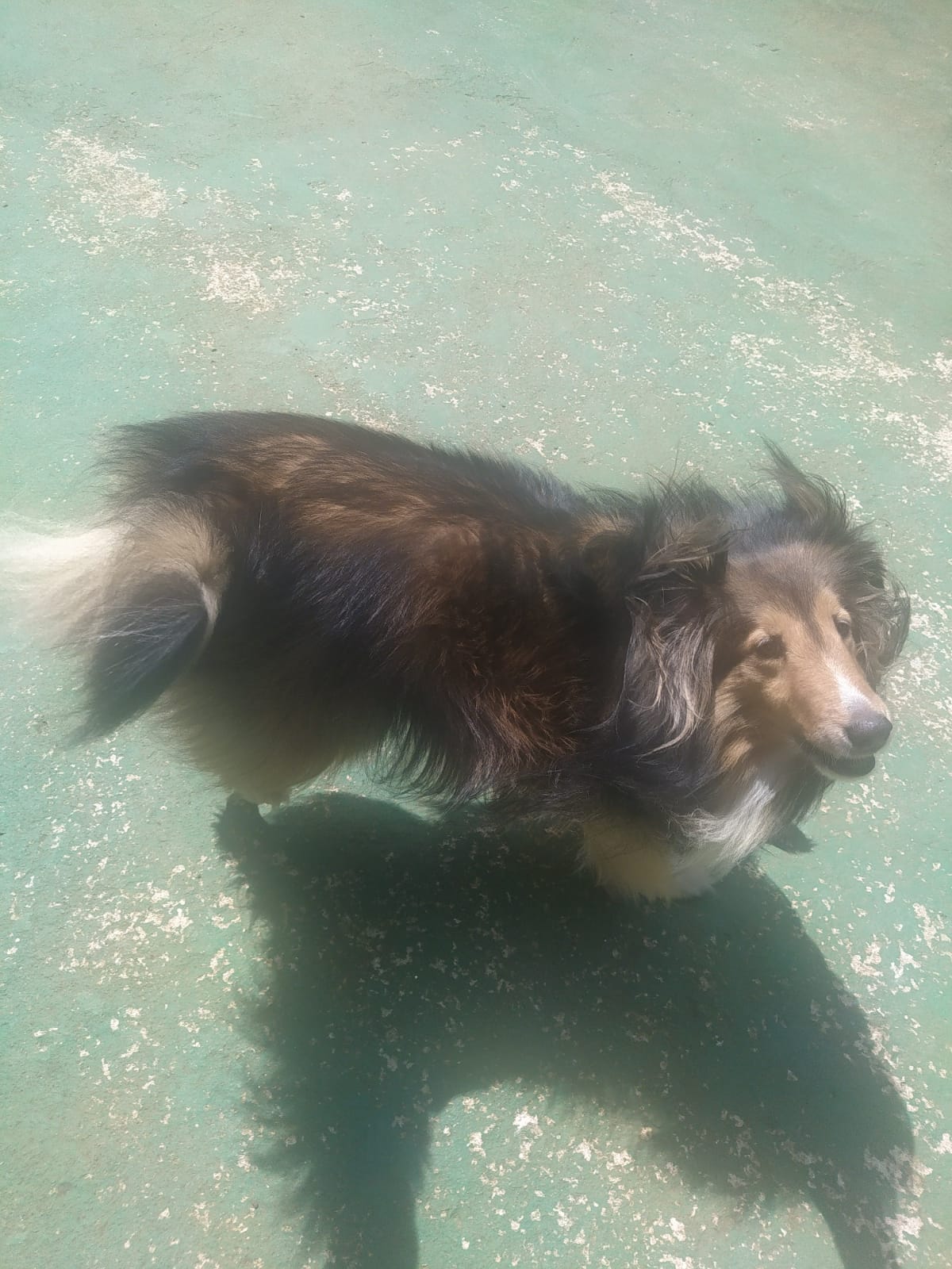 Foto do dia 17/03/2026 11:19  na clínica Animal House