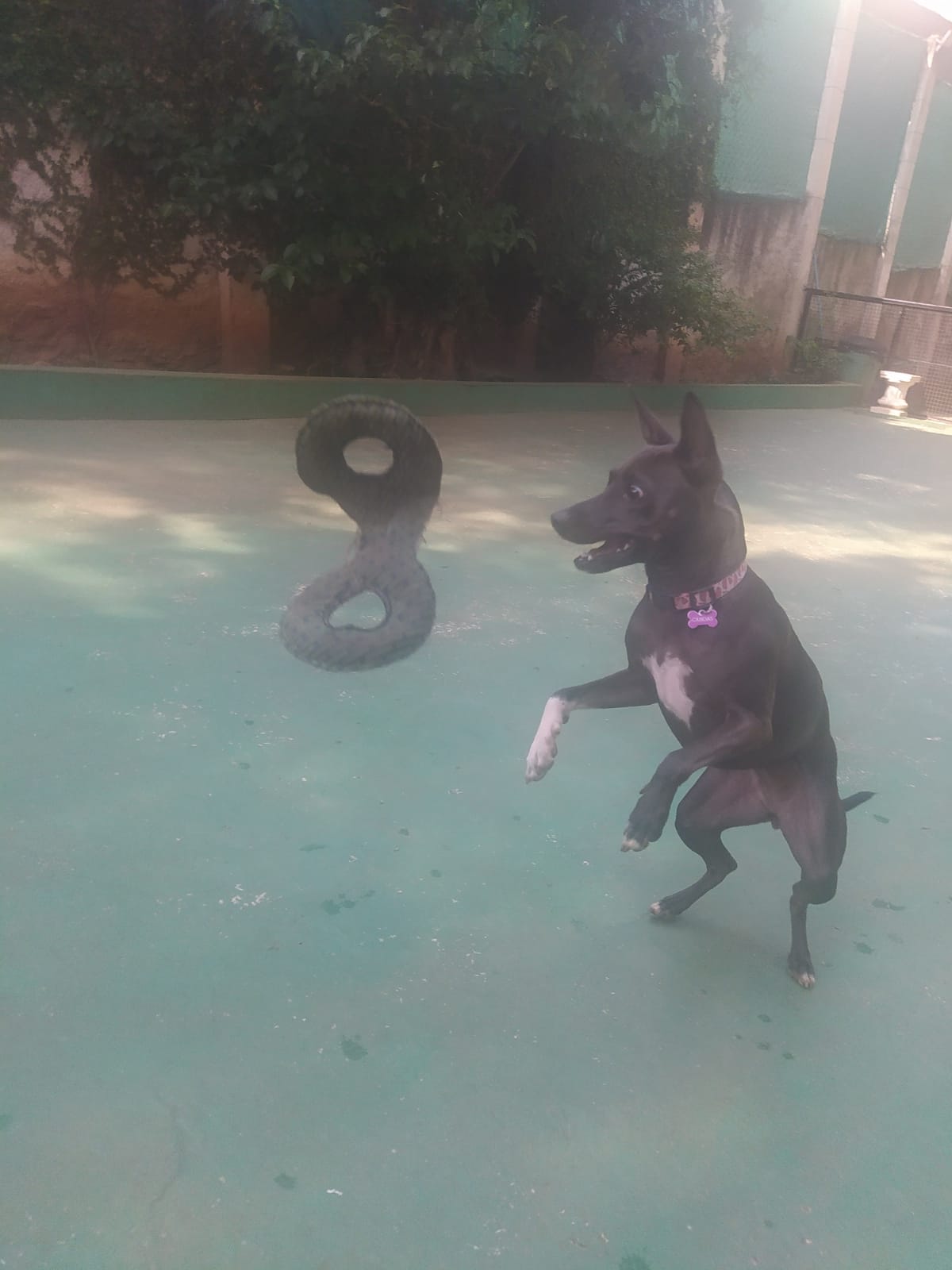 Foto do dia 18/03/2026 10:17  na clínica Animal House