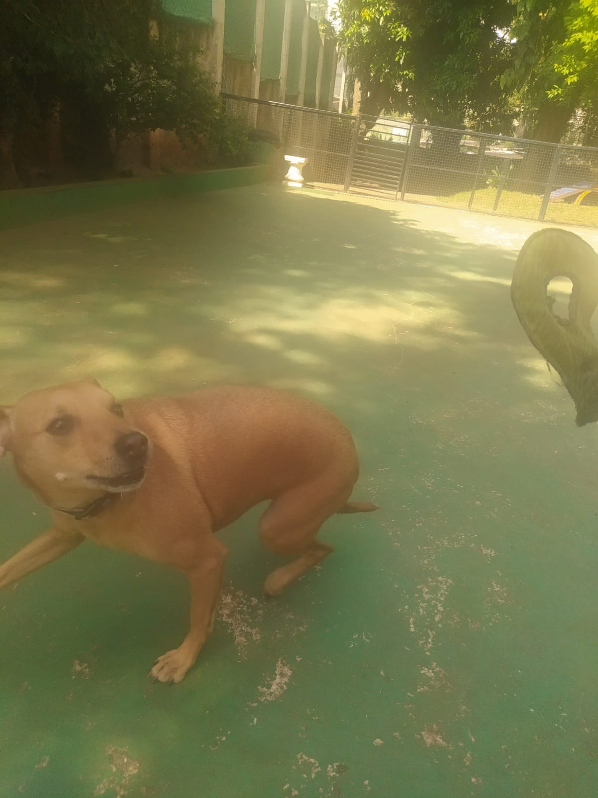 Foto do dia 18/03/2026 10:23  na clínica Animal House