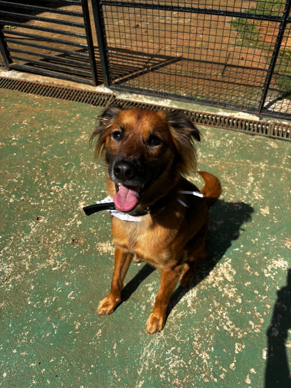 Foto do dia 18/03/2026 10:27  na clínica Animal House